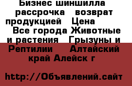 Бизнес шиншилла, рассрочка - возврат продукцией › Цена ­ 4 500 - Все города Животные и растения » Грызуны и Рептилии   . Алтайский край,Алейск г.